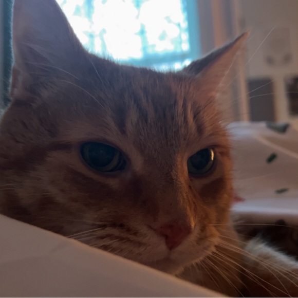 Meet your Posher, Juliette - Picture 1 of 1